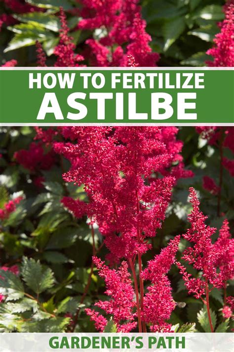 Understanding Astilbe Fertilizer Needs