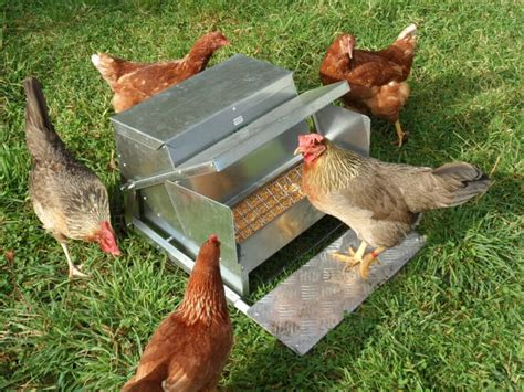 Understanding Automatic Hen Feeders