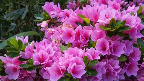 Understanding Azalea Nutrient Needs