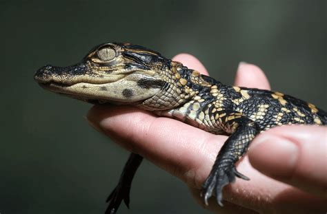 Understanding Baby Crocodiles