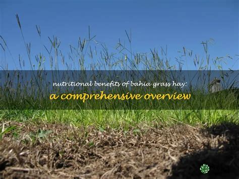 Understanding Bahia Grass's Nutritional Needs