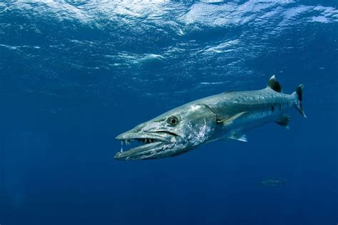 Understanding Barracuda Palia: A Unique Marine Species