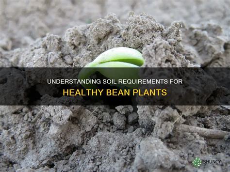 Understanding Bean Nutrient Requirements