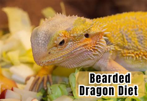 Understanding Bearded Dragon's Diet