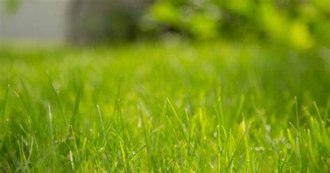 Understanding Bermuda Grass Fertilizer Needs