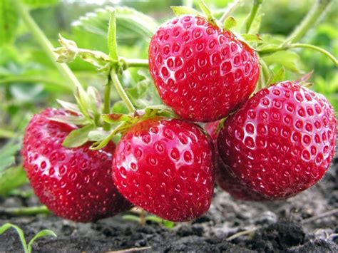 Understanding Berry Bearing Plants