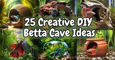 Understanding Betta Cave Needs