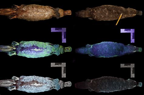 Understanding Bioluminescence