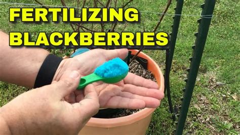 Understanding Blackberry Fertilizer Requirements