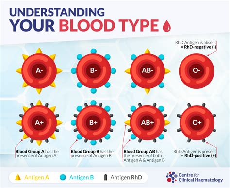 Understanding Blood Groups: Types, Distribution in Singapore, and Transfusion Guidelines