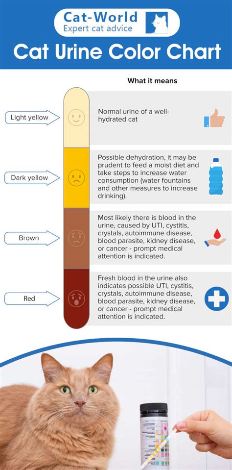 Understanding Blood in Cat Urine