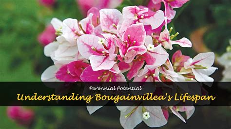 Understanding Bougainvillea's Nutrient Needs