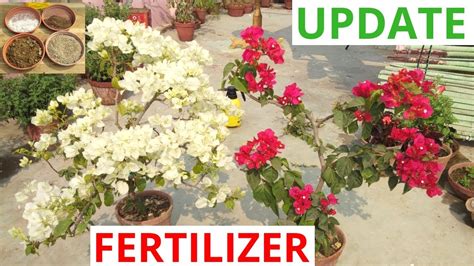 Understanding Bougainvillea Fertilizer Needs