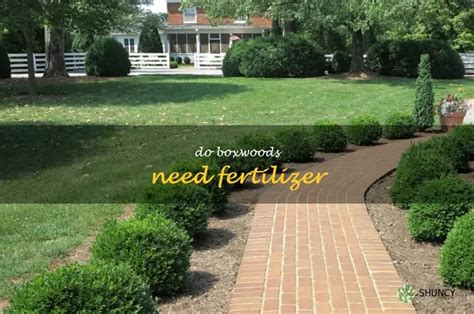 Understanding Boxwood Fertilizer Needs