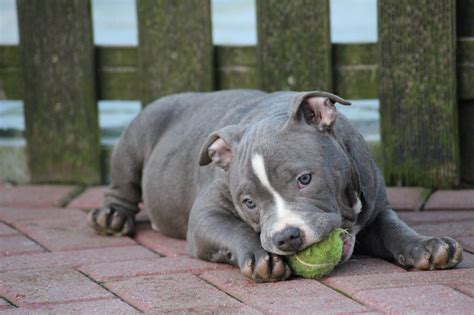 Understanding Bully Puppies