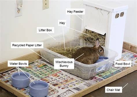 Understanding Bunny Housing Needs