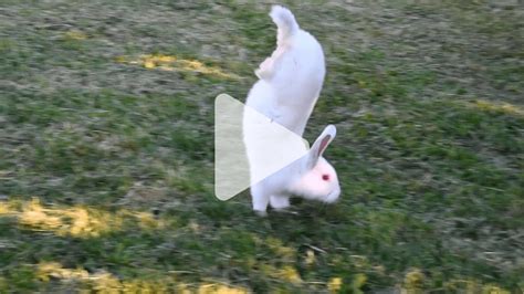 Understanding Bunnywalking and Its Significance