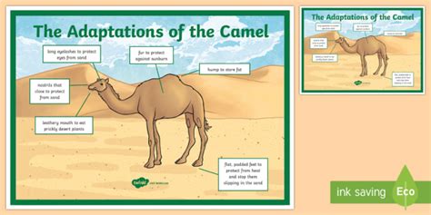 Understanding Camel Needs