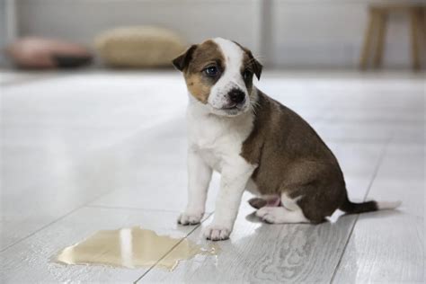 Understanding Canine Incontinence