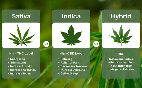 Understanding Cannabis: Types and Effects