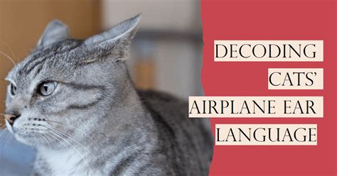 Understanding Cat Airplane Ears