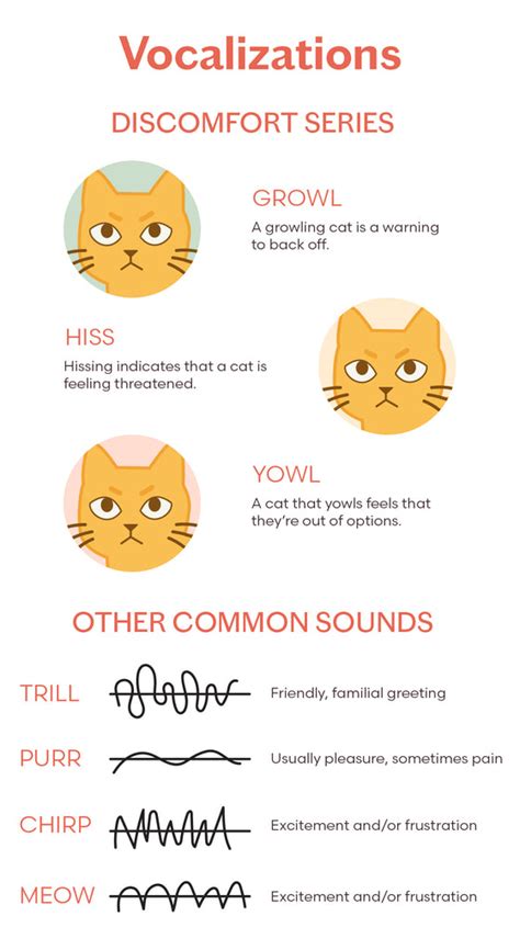 Understanding Cat Noises for Dogs: A Comprehensive Guide for Canine Companions