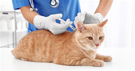 Understanding Cat Vaccination Costs