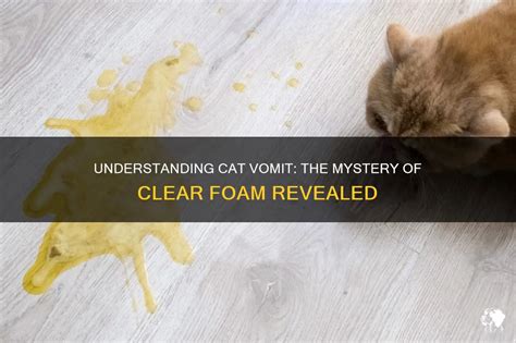 Understanding Cat Vomiting Foam