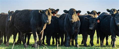 Understanding Cattle Club Direct: The Basics