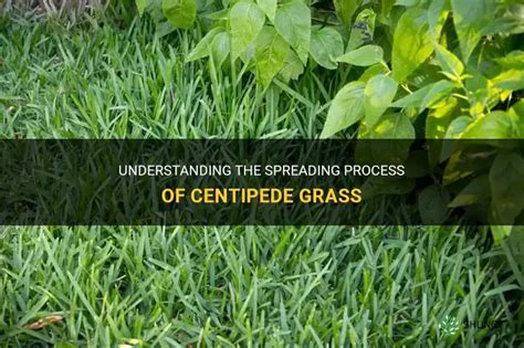 Understanding Centipede Grass