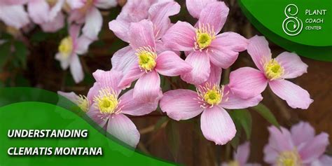 Understanding Clematis' Nutrient Needs