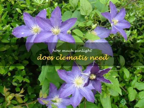 Understanding Clematis Nutrient Needs