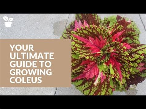 Understanding Coleus Nutrient Needs