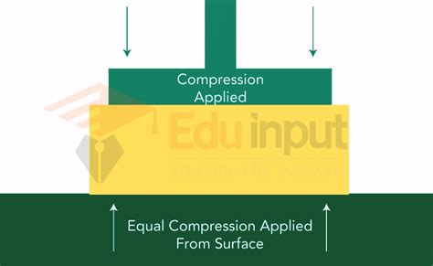 Understanding Compression Shorts: A Scientific Perspective