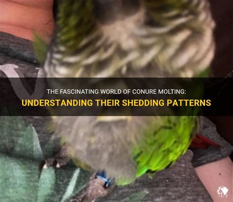 Understanding Conure Sleep Patterns During Molt: A Comprehensive Guide