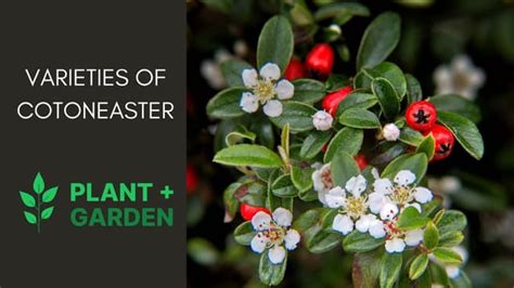 Understanding Cotoneaster Tree's Nutrient Needs