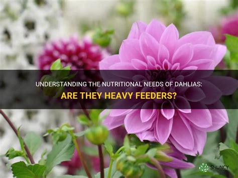 Understanding Dahlias' Nutritional Needs