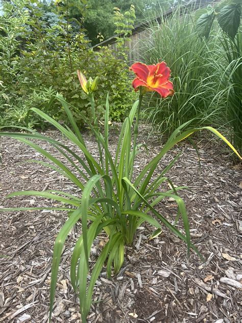 Understanding Daylily Nutrient Needs