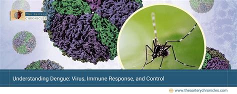 Understanding Dengue Immunity