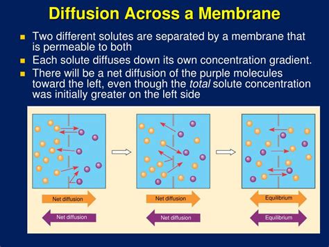 Understanding Diffusion Across Membranes