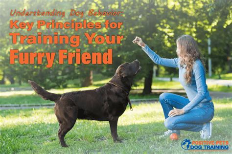 Understanding Dog Behavior: The Key to Effective Training