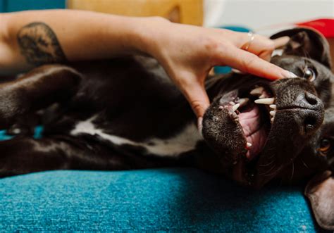 Understanding Dog Dental Powder