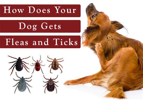 Understanding Dog Fleas and Ticks