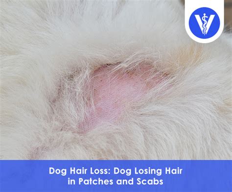 Understanding Dog Hair Loss in Patches and Scabs: An In-Depth Guide