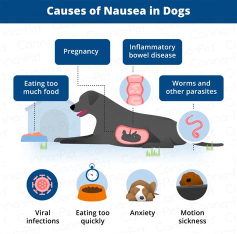 Understanding Dog Nausea