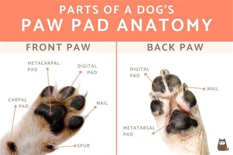 Understanding Dog Paw Anatomy