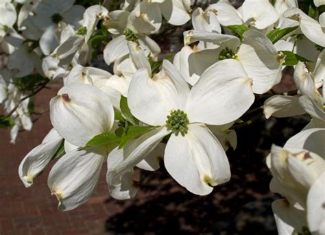 Understanding Dogwood Tree Nutrient Requirements