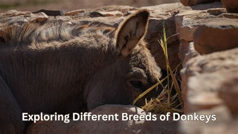 Understanding Donkey Breeds and Choosing the Right One