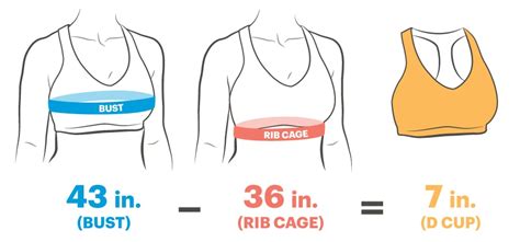 Understanding Double C Cup Bras: