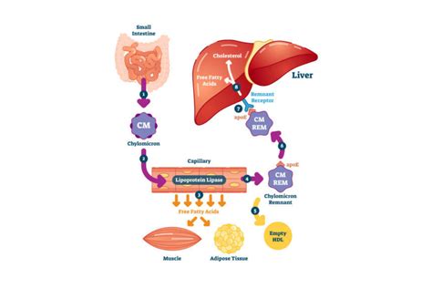 Understanding Fat Metabolism